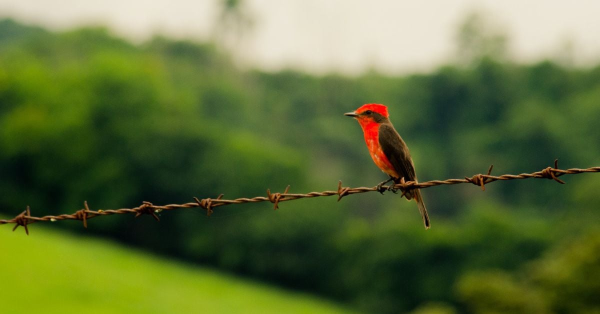 plumas county ca bird